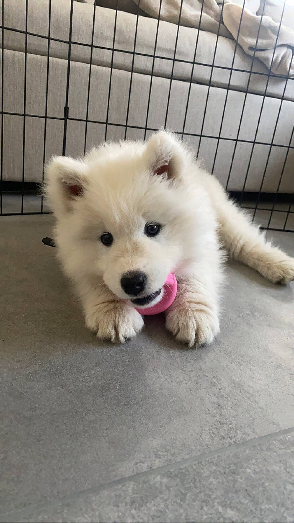 Tweeny participe au concours pour gagner de l'argent avec cette photo : canidae, carnivore, companion_dog, dog, dog_breed, dog_supply, fawn, fur, german_spitz, german_spitz_klein, german_spitz_mittel, paw, pet_supply, pomeranian, spitz, sporting_group, toy_dog, volpino_italiano, whiskers, working_animal