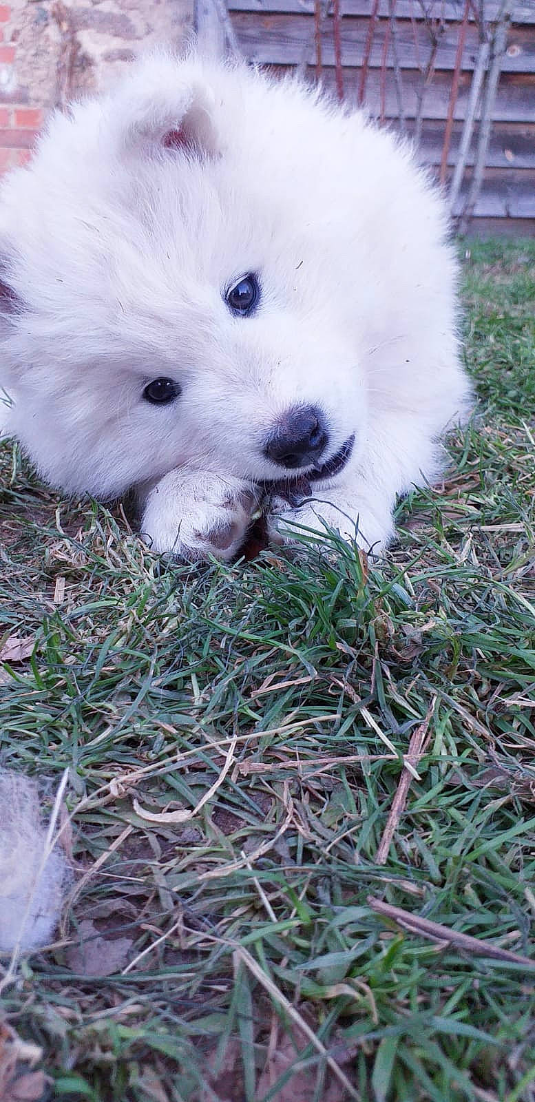 Tweeny participe au concours pour gagner de l'argent avec cette photo : canidae, carnivore, companion_dog, dog, dog_breed, fur, german_spitz, german_spitz_klein, german_spitz_mittel, grass, indian_spitz, kuvasz, non_sporting_group, puppy, samoyed, spitz, sporting_group, toy_dog, volpino_italiano, working_animal