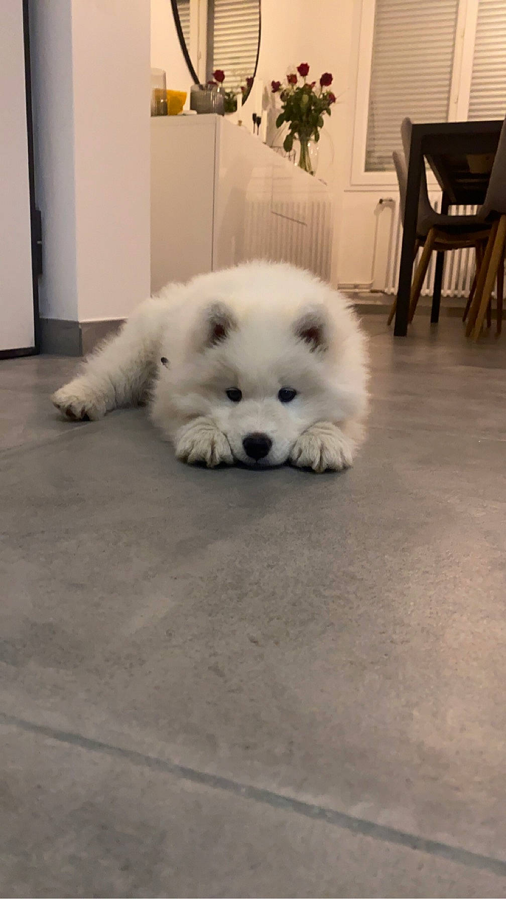 Tweeny participe au concours pour gagner de l'argent avec cette photo : canidae, carnivore, chair, companion_dog, dog, dog_breed, door, flooring, fur, hardwood, maltepoo, non_sporting_group, puppy, snout, sporting_group, toy_dog, working_animal