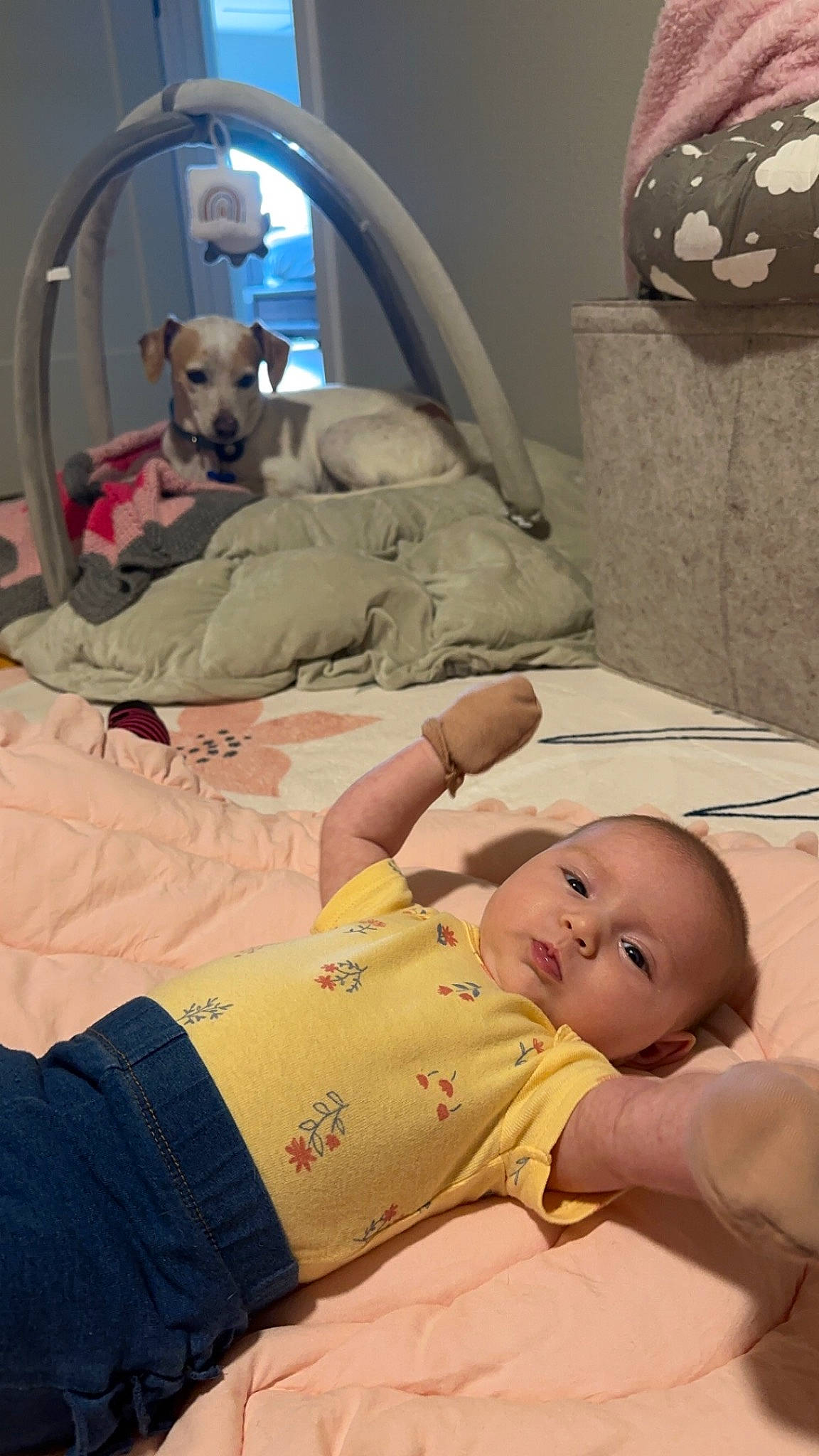 Hazel joined the competition — help win amazing prizes! baby, baby_products, baby_toddler_clothing, bed, bedding, bedtime, carnivore, child, comfort, companion_dog, dog, dog_breed, dog_supply, linens, nap, person, room, sleep, toddler, toy_dog