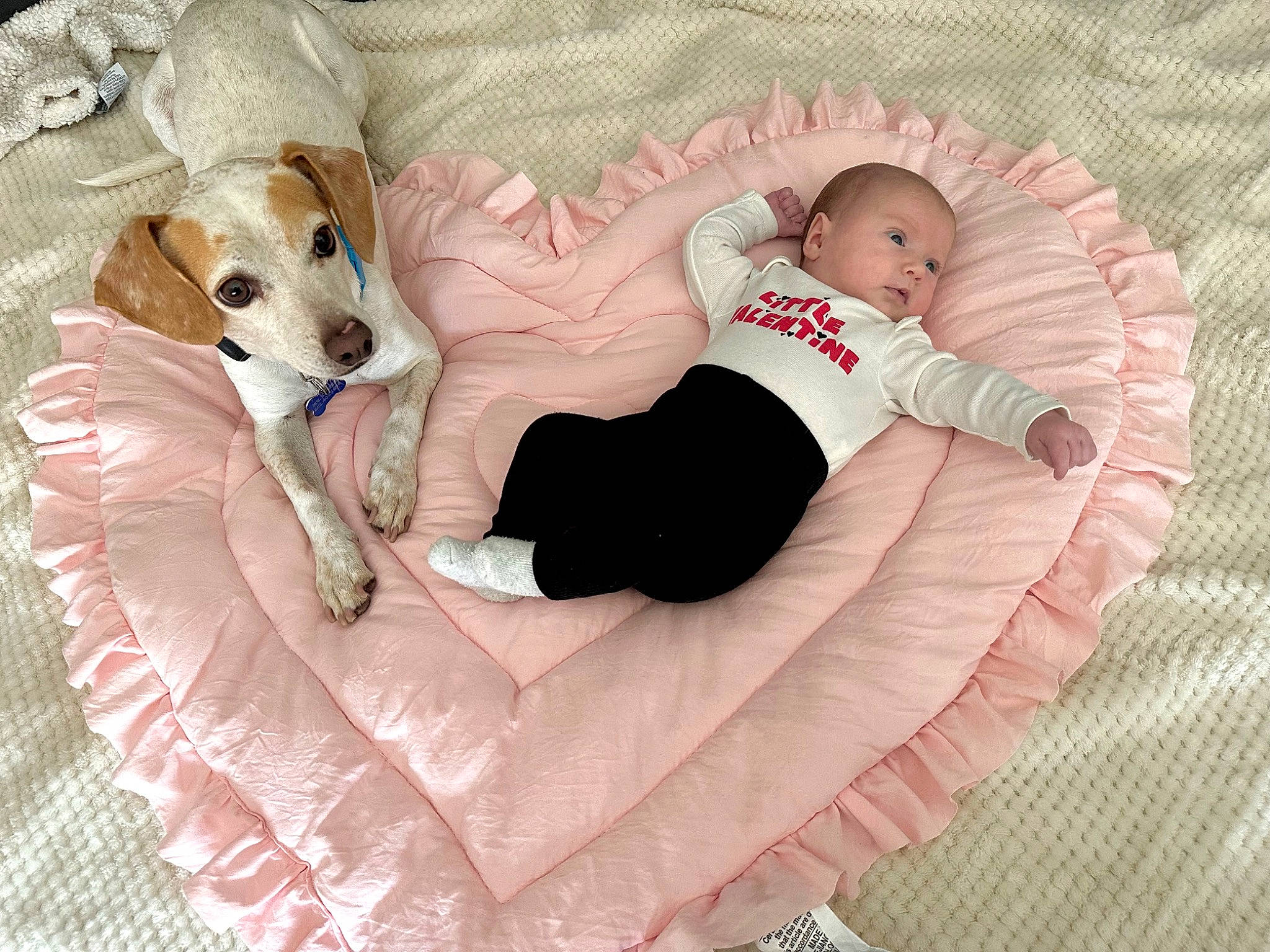 Hazel joined the competition — help win amazing prizes! baby, baby_sleeping, baby_toddler_clothing, bedding, bedtime, carnivore, comfort, companion_dog, couch, dog, dog_breed, dog_supply, fawn, linens, pattern, person, pillow, sleeve, sofa_bed, sporting_group