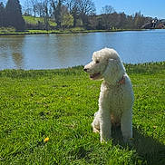 Valdi a rejoint le concours — aidez-le/la à gagner de superbes lots ! dog, poodle, grass, lake, water, trees, blue_sky, sunny, outdoor, park, animal, pet, nature, greenery, summer, canine, sitting, collar, daylight, scenic