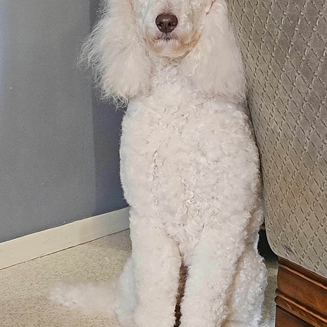 Valdi a rejoint le concours — aidez-le/la à gagner de superbes lots ! dog, poodle, white, curly_fur, indoor, carpet, furniture, couch, pet, animal, sitting, calm, portrait, house, domestic, cute, furry, companion, floor, home