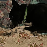 Aries is registered to the contest to win money with this photo: dog, sleeping, black_and_white, collar, bed, quilt, plaid_blanket, indoor, resting, pet, cozy, animal, fur, paw, comfort, household, cute, relaxed, domestic, nap
