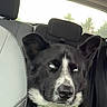 Aries joined the competition — help win amazing prizes! dog, black_and_white, harness, car_interior, backseat, seat, window, greenery, pet, canine, sitting, side_eye, collar, animal, transportation, vehicle, fur, ears, looking, expression