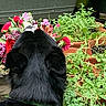 Aries is registered to the contest to win money with this photo: dog, black_dog, green_collar, flowers, bouquet, plants, potted_plants, garden, back_view, greenery, nature, outdoor, pet, animal, flora, sniffing, colorful, leafy, closeup, phone_screen