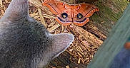 Spenseaya is registered to the contest to win money with this photo: cat, moth, insect, wood, curious, animal, outdoor, pet, nature, closeup, texture, pattern, ears, furry, wildlife, colorful, wooden_surface, observation, natural_light, animal_interaction