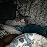 cat, sleeping, blanket, pillow, cozy, resting, indoor, pet, animal, comfort, fur, cute, relaxation, home, soft, peaceful, pattern, snuggle, domestic, quiet