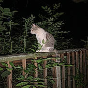 Spenseaya is registered to the contest to win money with this photo: cat, night, wooden_railing, plants, leaves, outdoor, animal, pet, feline, sitting, dark, glowing_eyes, nature, wood, quiet, alone, curious, wildlife, no_people, forest