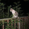 cat, night, wooden_railing, plants, leaves, outdoor, animal, pet, feline, sitting, dark, glowing_eyes, nature, wood, quiet, alone, curious, wildlife, no_people, forest