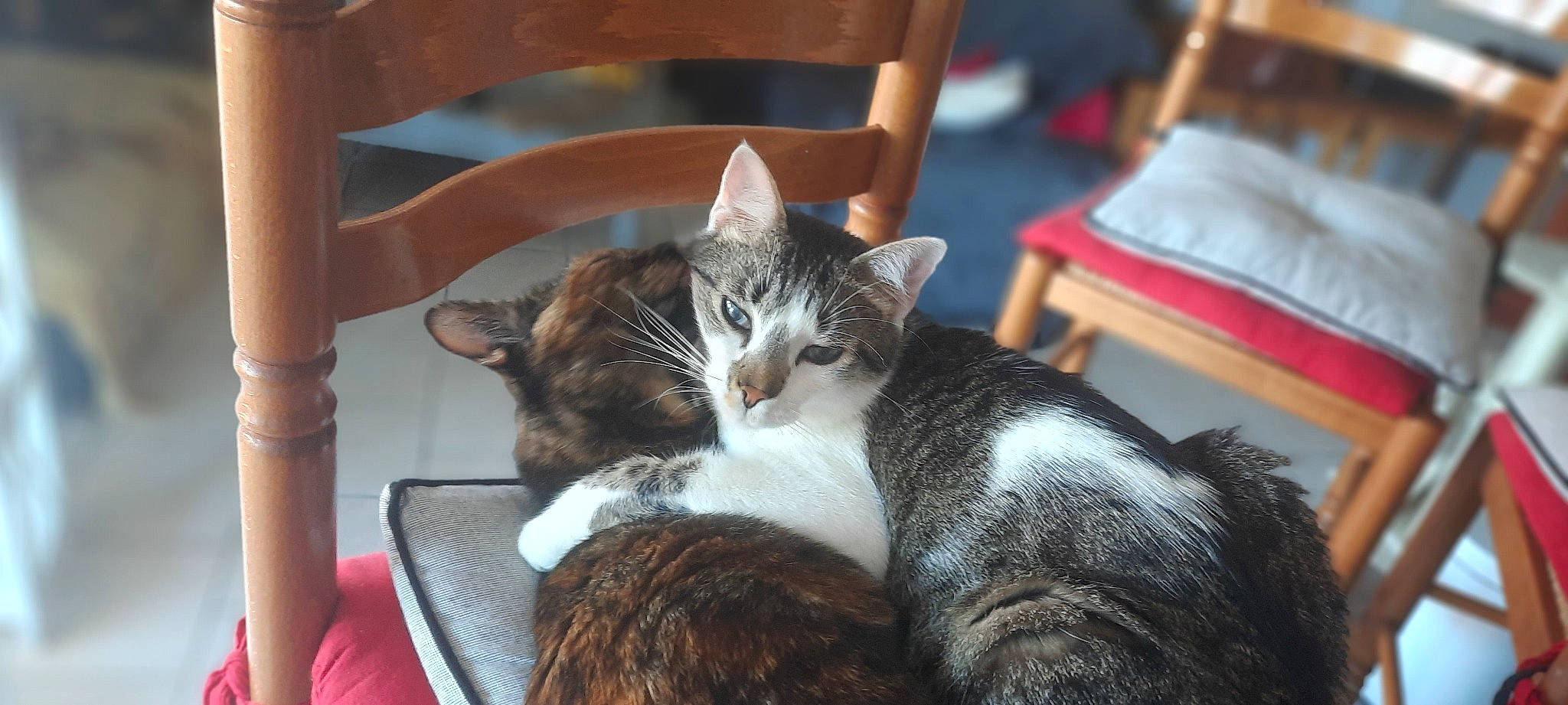 Pantoufle a rejoint le concours — aidez-le/la à gagner de superbes lots ! carnivore, cat, cat_supply, chair, comfort, domestic_short_haired_cat, felidae, fur, lap, mammal, nap, paw, sitting, small_to_medium_sized_cats, tail, tree, vertebrate, whiskers, wood