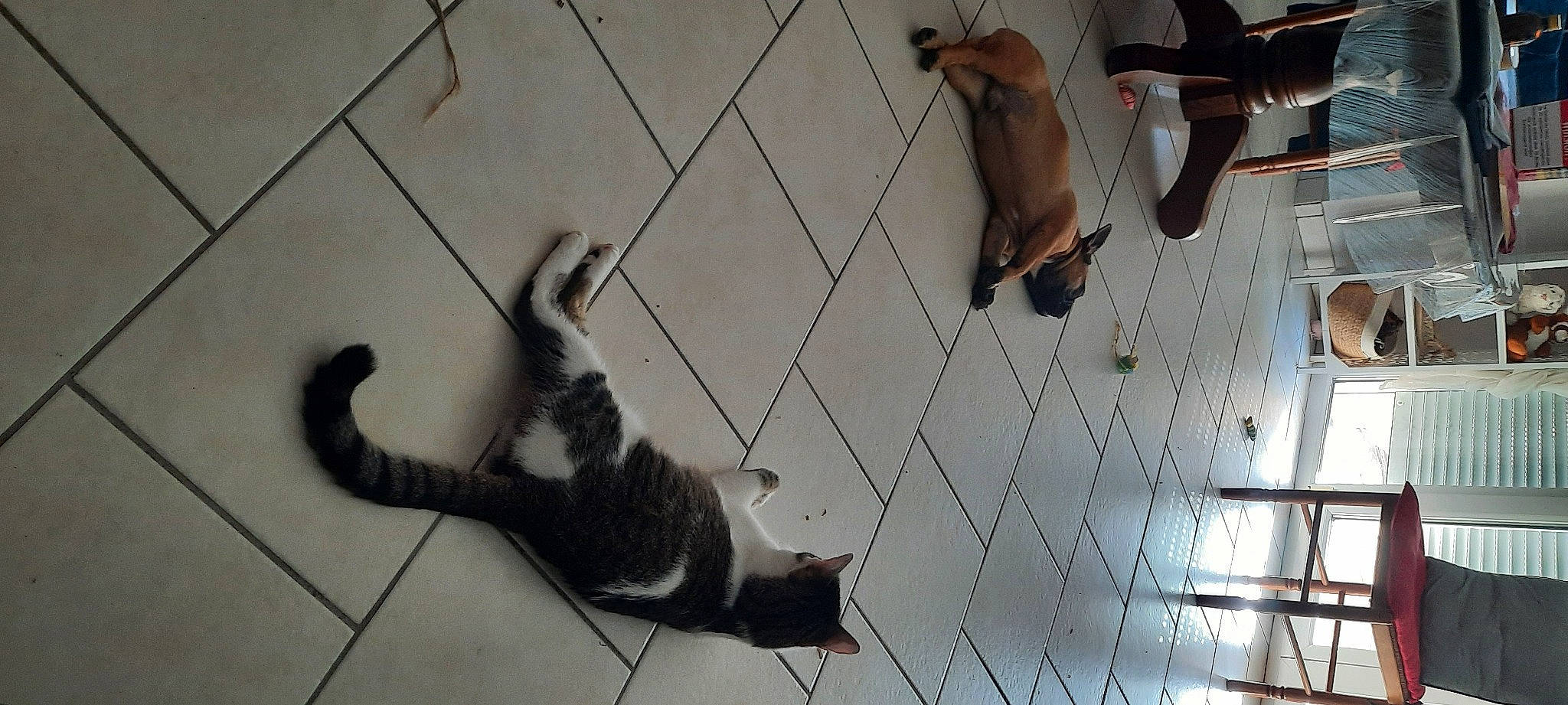 Pantoufle participe au concours pour gagner de l'argent avec cette photo : carnivore, cat, companion_dog, dog_breed, domestic_short_haired_cat, felidae, floor, flooring, fur, hardwood, line, paw, shadow, small_to_medium_sized_cats, snout, sporting_group, tail, whiskers, white, wood