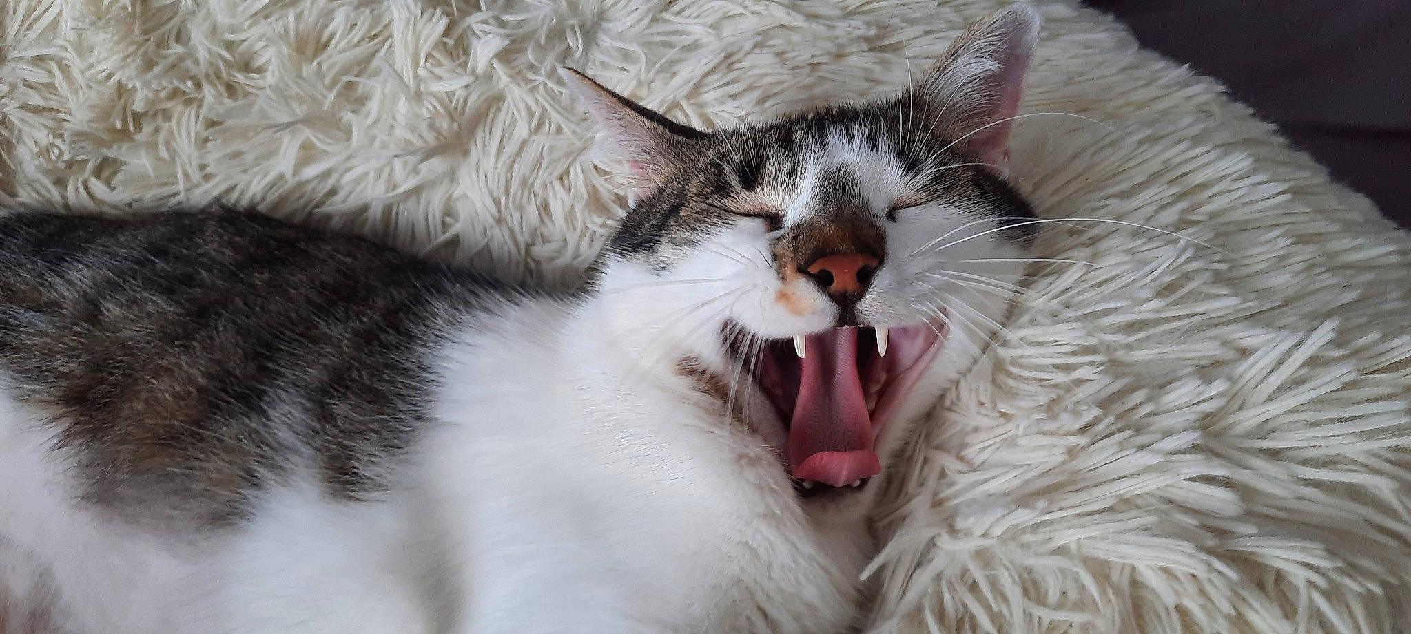 Pantoufle a rejoint le concours — aidez-le/la à gagner de superbes lots ! carnivore, cat, claw, close_up, comfort, domestic_short_haired_cat, eyelash, fang, felidae, fur, paw, roar, shout, small_to_medium_sized_cats, snout, terrestrial_animal, tooth, whiskers, yawn