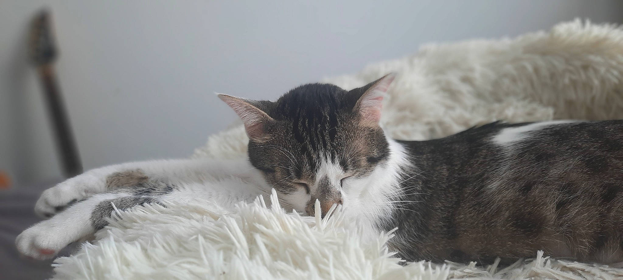 Pantoufle participe au concours pour gagner de l'argent avec cette photo : carnivore, cat, claw, comfort, domestic_short_haired_cat, felidae, fur, paw, small_to_medium_sized_cats, snout, tail, tree, whiskers, wildlife, window, winter