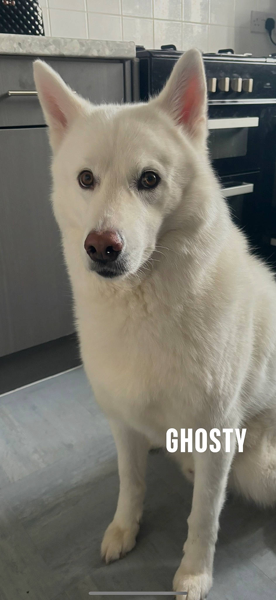 Ghosty joined the competition — help win amazing prizes! ancient_dog_breeds, canidae, carnivore, collar, companion_dog, dog, dog_breed, fur, non_sporting_group, snout, sporting_group, tail, terrestrial_animal, whiskers, working_animal, working_dog