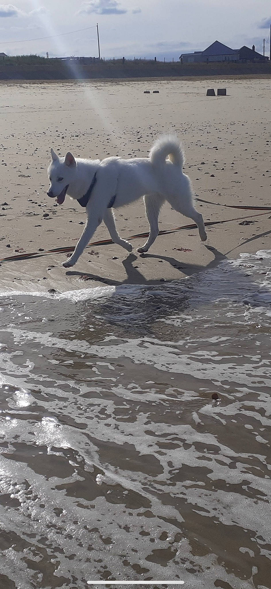 Ghosty is registered to the contest to win money with this photo: beach, body_of_water, canidae, carnivore, dog, dog_breed, ice_cap, lake, mammal, ocean, sand, sporting_group, tail, terrestrial_animal, vertebrate, water, wave, wind_wave, wood, working_animal