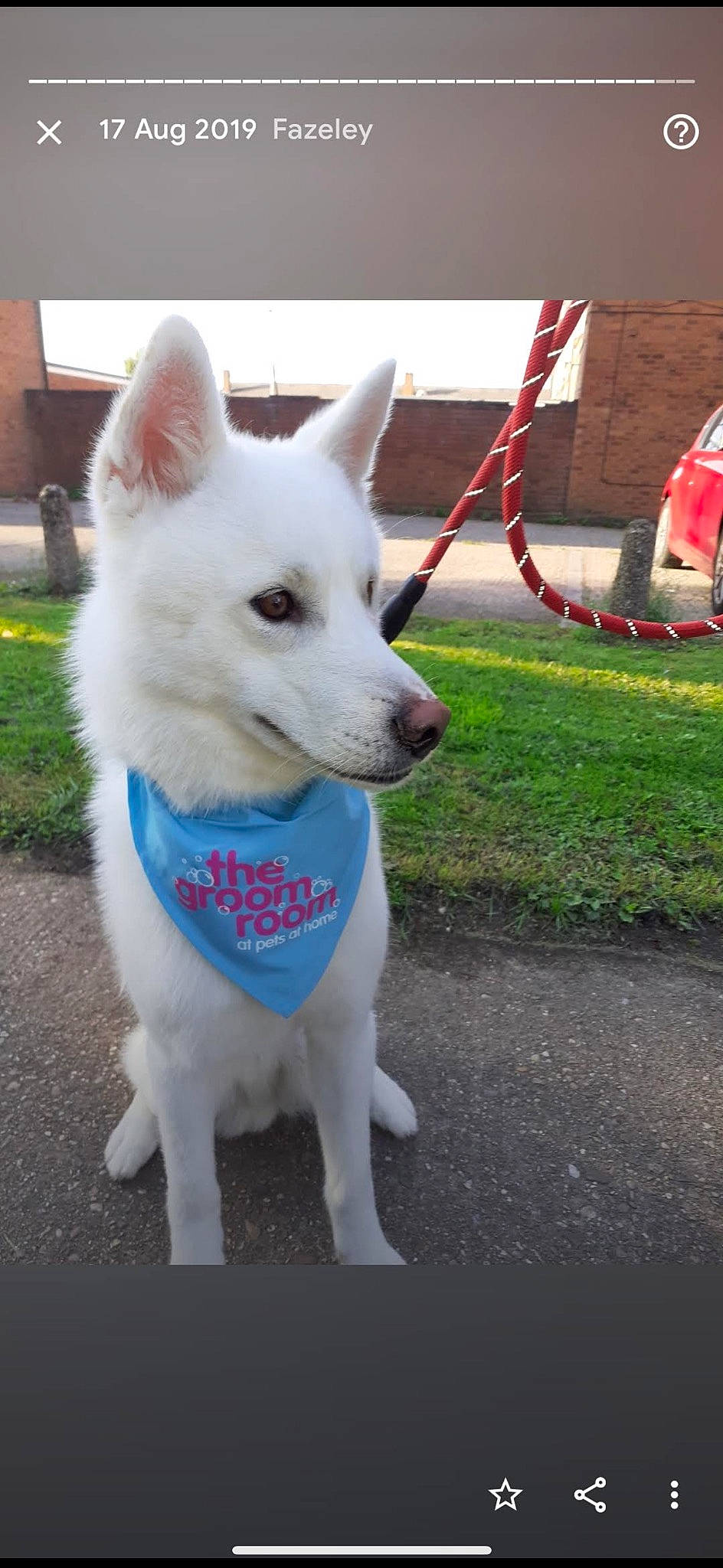 Ghosty is registered to the contest to win money with this photo: ancient_dog_breeds, canidae, carnivore, collar, companion_dog, dog, dog_breed, dog_collar, dog_supply, electric_blue, fur, grass, non_sporting_group, plant, snout, sporting_group, tail, vehicle, working_animal, working_dog