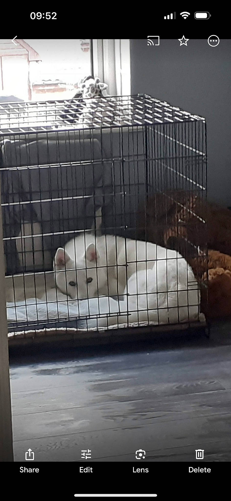 Ghosty is registered to the contest to win money with this photo: animal_shelter, cage, carnivore, cat, comfort, composite_material, felidae, fence, fur, mesh, metal, net, pet_supply, rabbits_and_hares, recreation, snout, snow, terrestrial_animal, whiskers, zoo