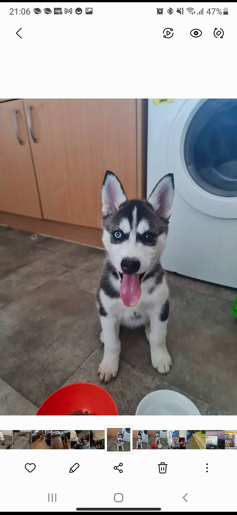 Shadow joined the competition — help win amazing prizes! carnivore, clothes_dryer, comfort, companion_dog, dog, dog_breed, felidae, flooring, fur, home_appliance, laundry_room, photo_caption, siberian_husky, sled_dog, snout, tail, terrestrial_animal, washing_machine, whiskers, working_animal