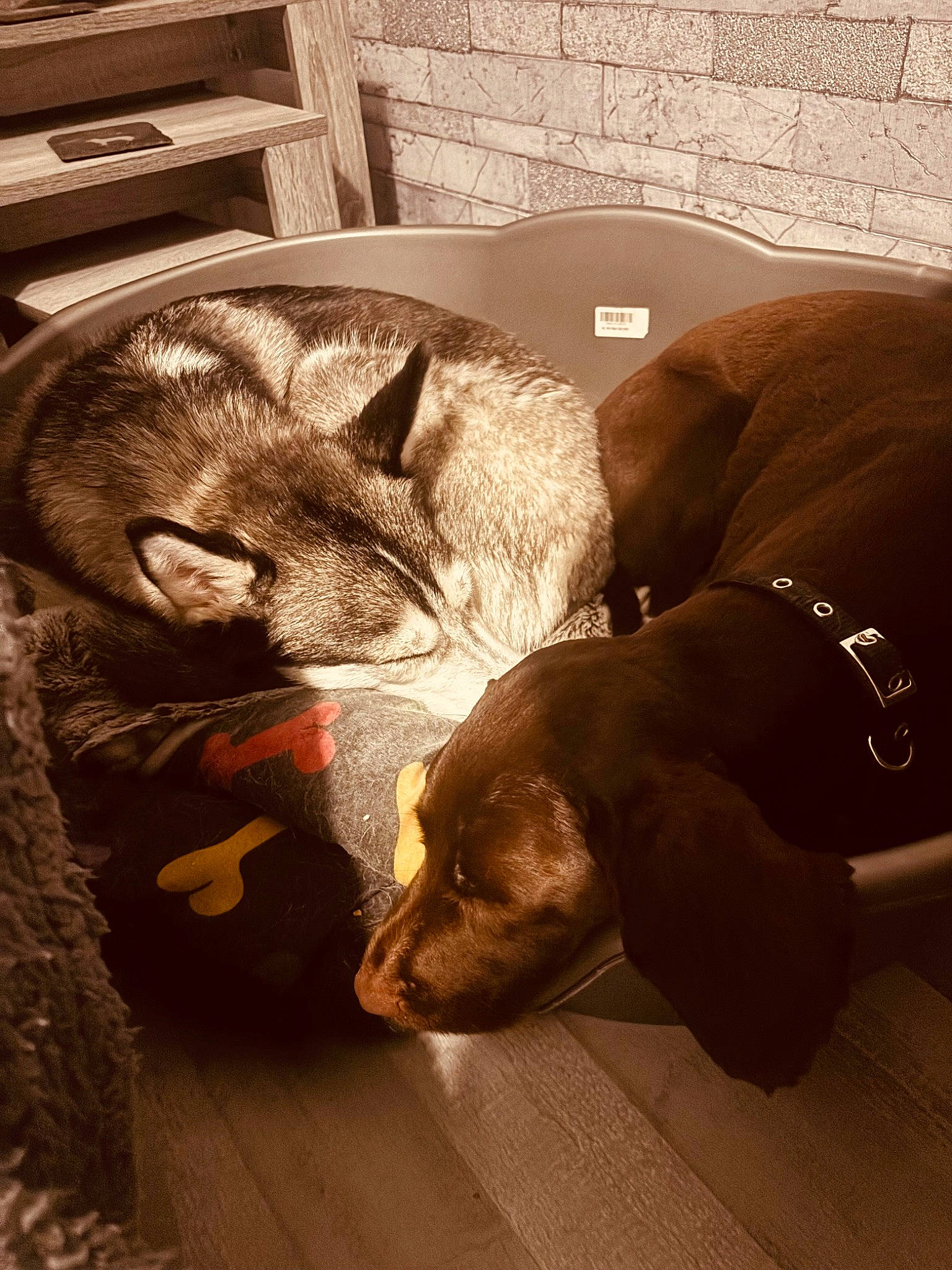 Millie joined the competition — help win amazing prizes! art, canidae, carnivore, comfort, companion_dog, couch, dog, dog_breed, fawn, felidae, flooring, fur, small_to_medium_sized_cats, snout, sporting_group, tail, terrestrial_animal, whiskers, wood, working_animal