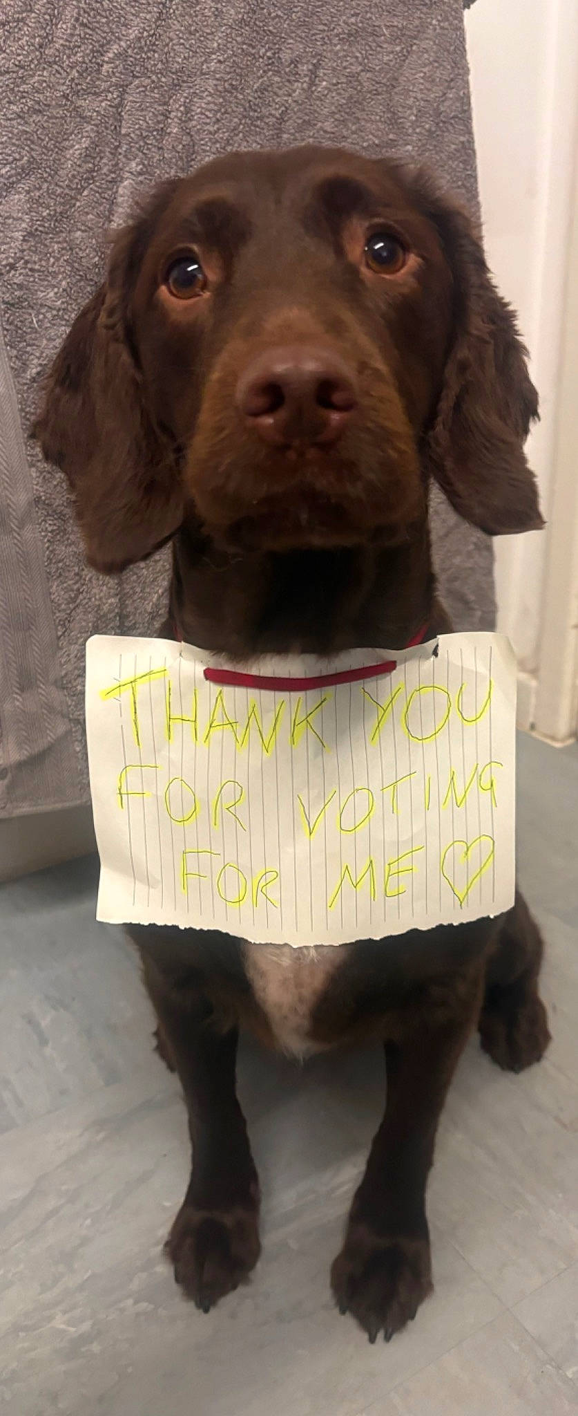 Millie joined the competition — help win amazing prizes! canidae, carnivore, collar, companion_dog, dog, dog_breed, dog_collar, font, fur, handwriting, hunting_dog, liver, pet_supply, photo_caption, sculpture, snout, sporting_group, terrestrial_animal, whiskers, working_animal