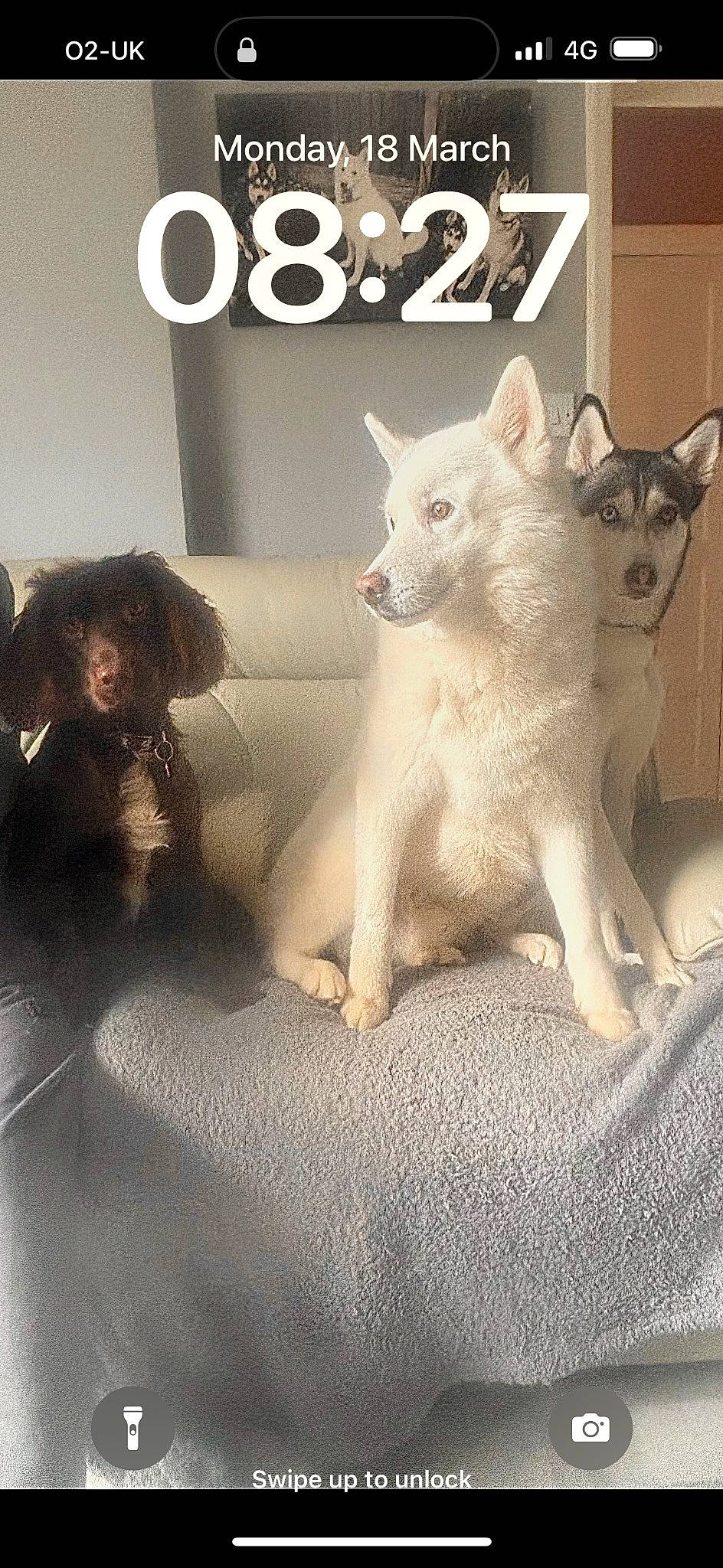 Millie is registered to the contest to win money with this photo: carnivore, cat, comfort, companion_dog, dog_breed, fawn, felidae, font, fur, grey, liver, metal, paw, russian_blue, small_to_medium_sized_cats, snout, tail, terrestrial_animal, whiskers, working_animal