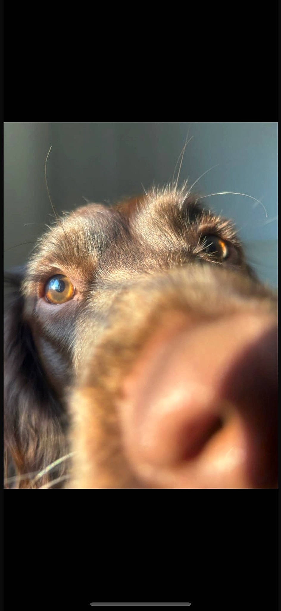 Millie joined the competition — help win amazing prizes! canidae, carnivore, close_up, companion_dog, dog, dog_breed, ear, eyelash, fur, happy, liver, macro_photography, snout, sporting_group, terrestrial_animal, whiskers, wildlife, working_animal, working_dog