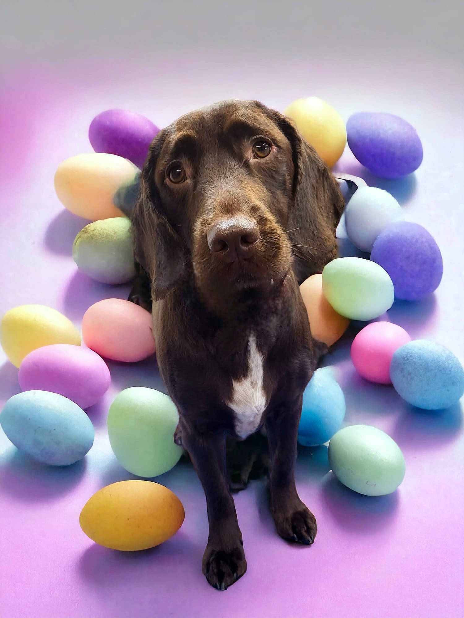 Millie is registered to the contest to win money with this photo: baby_toys, ball, canidae, carnivore, companion_dog, dog, dog_breed, dog_supply, dog_toy, fawn, liver, mammal, snout, sporting_group, sports_toy, table_tennis_racket, tennis_ball, toy, vertebrate, working_animal