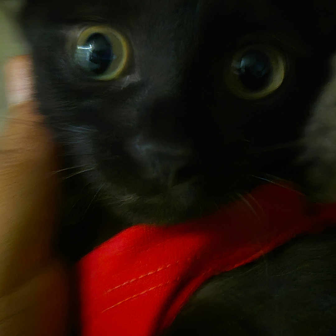 Shadow is registered to the contest to win money with this photo: animal, black_cat, blurry, close_up, curious, cute, dark, domestic_cat, face, feline, fur, indoor, looking, mystery, pet, portrait, red_collar, soft_focus, whiskers, wide_eyes