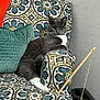 animal, armchair, cat, cozy, cute, decorative_cushion, domestic, fishing_pole_toy, furniture, grey_cat, home, indoor, one_eyed, patterned_fabric, pet_toy, relaxed, resting, single_cat, wall, white_paw