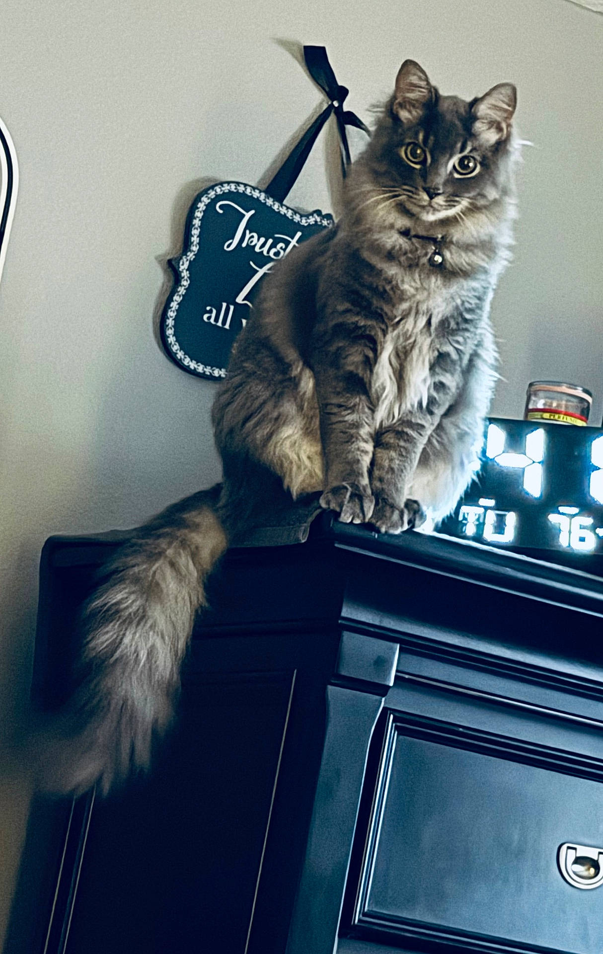 Stormi Casarez is registered to the contest to win money with this photo: animal, cat, close_up, collar, curious, cute, decor, digital_clock, domestic_cat, dresser, eyes, fluffy_cat, furniture, gray_cat, indoor, long_tail, pet, sitting, wall_sign, whiskers