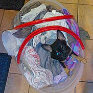 Lylou participe au concours pour gagner de l'argent avec cette photo :