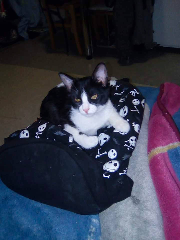 Bagui participe au concours pour gagner de l'argent avec cette photo : black_cat, box, carnivore, cat, cat_supply, chair, comfort, domestic_short_haired_cat, felidae, flooring, formal_wear, fur, grey, lap, room, sitting, small_to_medium_sized_cats, tail, tree, whiskers