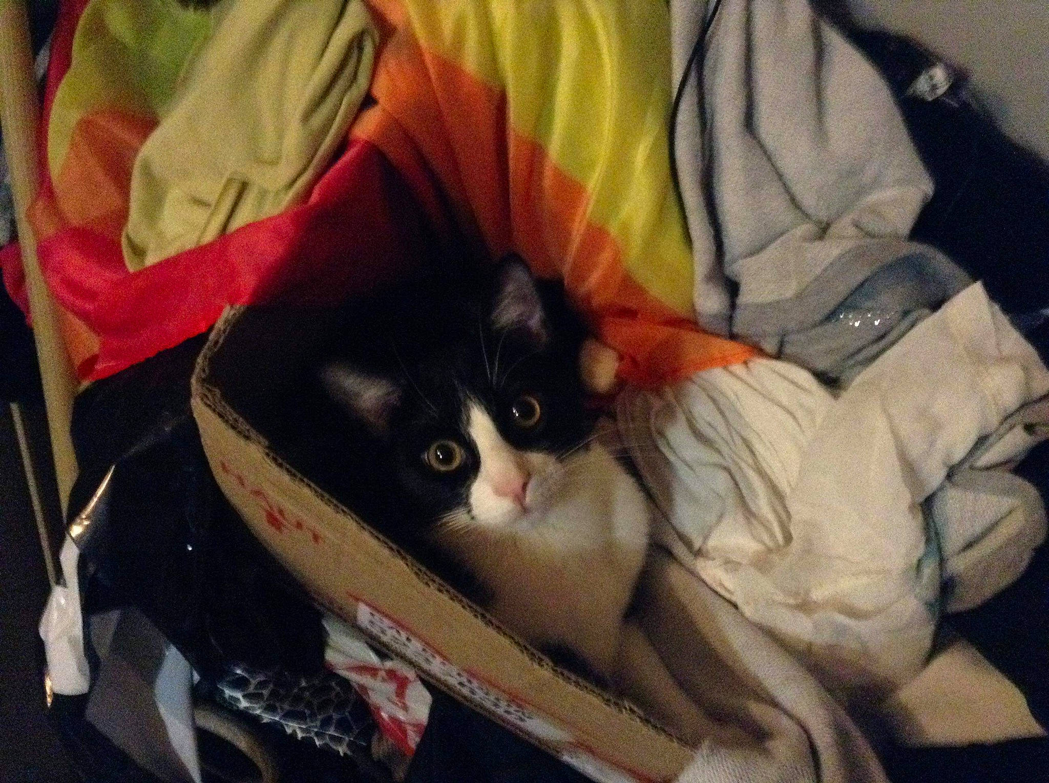 Bagui participe au concours pour gagner de l'argent avec cette photo : bag, box, carnivore, cat, comfort, couch, domestic_short_haired_cat, fawn, felidae, fur, lap, luggage_and_bags, mammal, packaging_and_labeling, room, sitting, small_to_medium_sized_cats, tail, vertebrate, whiskers