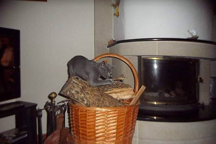 Grisette participe au concours pour gagner de l'argent avec cette photo : basket, carnivore, cat, cat_supply, domestic_short_haired_cat, felidae, gas, home_appliance, laundry_basket, muroidea, picture_frame, room, small_to_medium_sized_cats, storage_basket, stove, whiskers, wicker