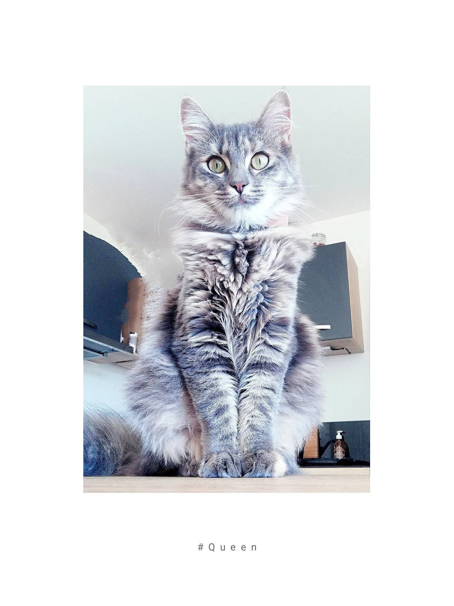 Sybelle a rejoint le concours — aidez-le/la à gagner de superbes lots ! art, carnivore, cat, domestic_short_haired_cat, electric_blue, felidae, font, freezing, fur, paw, photo_caption, rectangle, sleeve, small_to_medium_sized_cats, tail, whiskers, winter