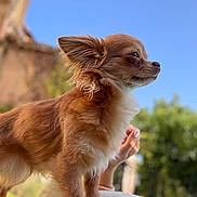 Lana a rejoint le concours — aidez-le/la à gagner de superbes lots ! dog, brown_fur, white_fur, small_dog, fluffy, outdoor, blue_sky, sunny, ears, pet, animal, alert, nature, hand, portrait, side_view, canine, domestic_animal, grass, daytime