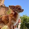 dog, brown_fur, white_fur, small_dog, fluffy, outdoor, blue_sky, sunny, ears, pet, animal, alert, nature, hand, portrait, side_view, canine, domestic_animal, grass, daytime