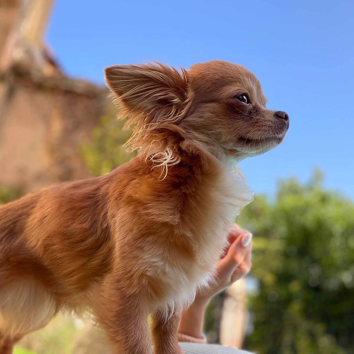 Lana a rejoint le concours — aidez-le/la à gagner de superbes lots ! dog, brown_fur, white_fur, small_dog, fluffy, outdoor, blue_sky, sunny, ears, pet, animal, alert, nature, hand, portrait, side_view, canine, domestic_animal, grass, daytime