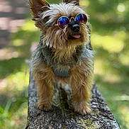 Irsute participe au concours pour gagner de l'argent avec cette photo : dog, sunglasses, outdoor, forest, log, moss, pet, animal, cute, fluffy, small_dog, tongue_out, sunny, nature, standing, canine, walking_harness, portrait, daylight, park