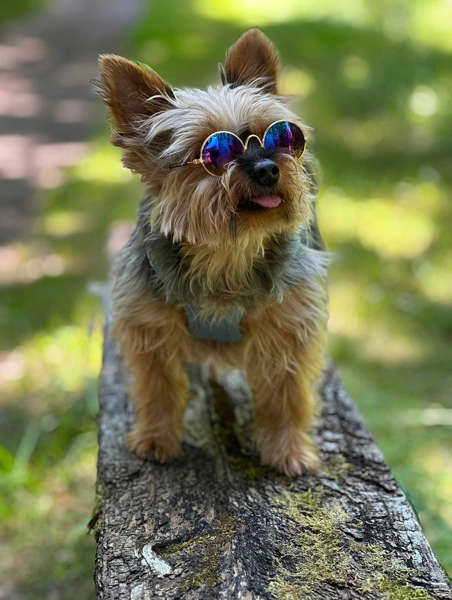 Irsute participe au concours pour gagner de l'argent avec cette photo : dog, sunglasses, outdoor, forest, log, moss, pet, animal, cute, fluffy, small_dog, tongue_out, sunny, nature, standing, canine, walking_harness, portrait, daylight, park