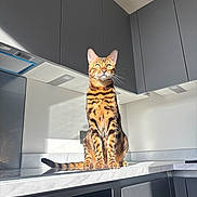 Rogue joined the competition — help win amazing prizes! cat, bengal_cat, kitchen, countertop, sunlight, green_eyes, striped_fur, domestic_cat, pet, animal, indoor, modern_kitchen, appliance, cabinet, reflection, sitting, looking_up, feline, whiskers, tail
