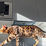 Rogue joined the competition — help win amazing prizes! cat, bengal_cat, walking, kitchen, countertop, sunlight, spots, fur, pet, animal, indoor, modern, appliance, cabinet, reflection, shadow, tail, paw, whiskers, domestic_cat