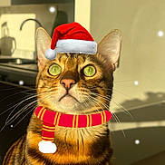 Rogue joined the competition — help win amazing prizes! animal, bengal_cat, cat, closeup, cute, domestic_cat, feline, festive, green_eyes, holiday, indoor, kitchen, pet, portrait, santa_hat, scarf, striped_fur, sunlight, warm_light, whiskers