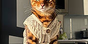 Rogue joined the competition — help win amazing prizes! bengal_cat, cat, knitted_vest, sitting, green_eyes, sunlight, table, handbag, patterned_bag, modern_kitchen, buttoned_vest, indoor, pet, feline, striped_fur, spot_pattern, whiskers, ears, portrait, domestic_animal