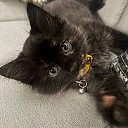 Stormi joined the competition — help win amazing prizes! kitten, black_cat, pet, collar, bell, yellow_tag, close_up, curious, lying_down, furry, indoor, cushion, patterned, soft_focus, cute, animal, whiskers, ears, face, eyes