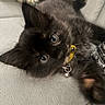 kitten, black_cat, pet, collar, bell, yellow_tag, close_up, curious, lying_down, furry, indoor, cushion, patterned, soft_focus, cute, animal, whiskers, ears, face, eyes