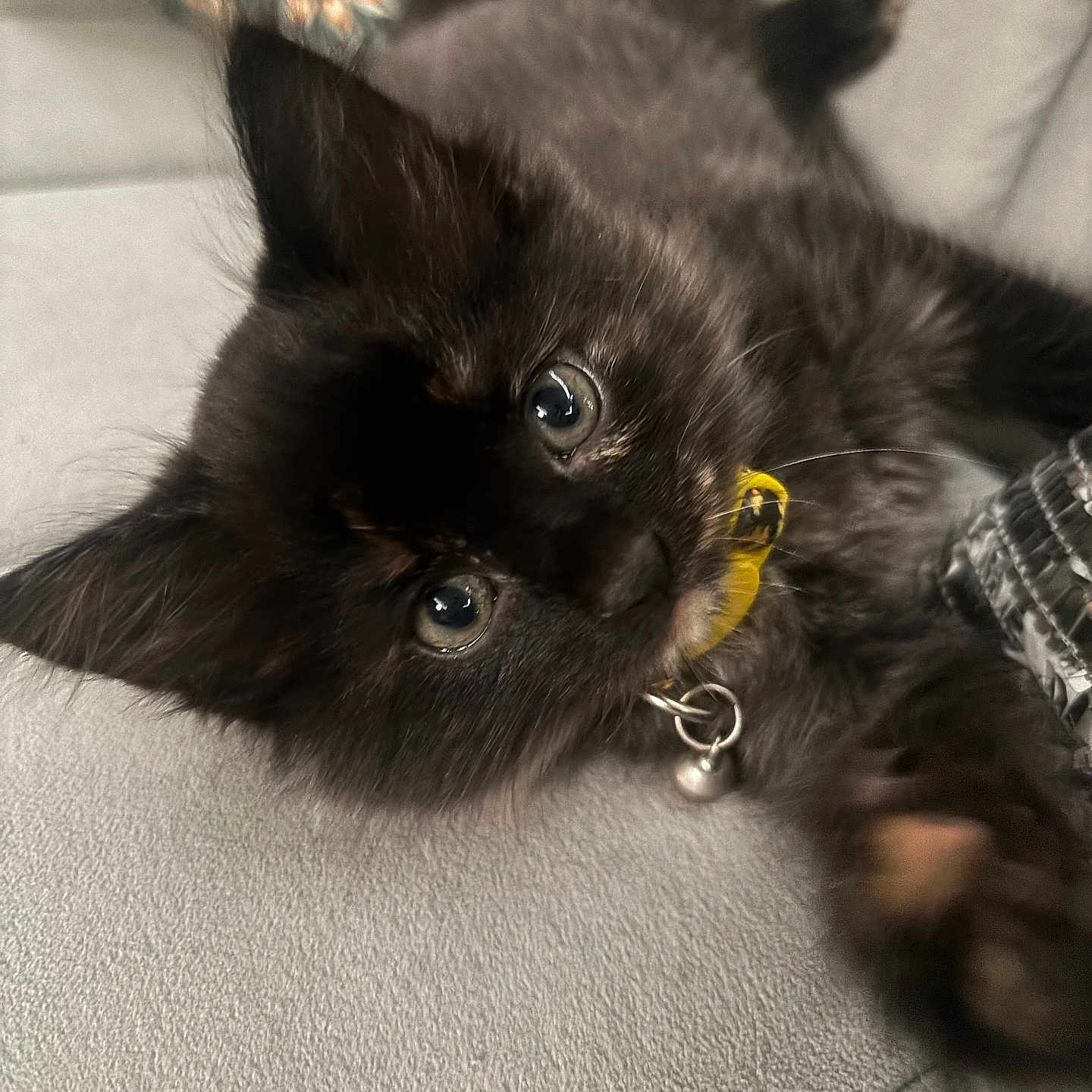 Stormi