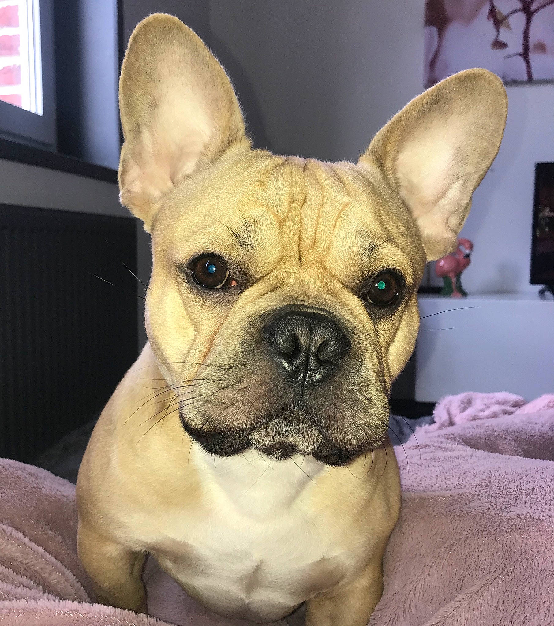 Cooki participe au concours pour gagner de l'argent avec cette photo : ancient_dog_breeds, bulldog, canidae, carnivore, companion_dog, dog, dog_breed, fawn, french_bulldog, mammal, molosser, non_sporting_group, puppy, rare_breed_dog, skin, snout, sporting_group, toy_bulldog, vertebrate, whiskers