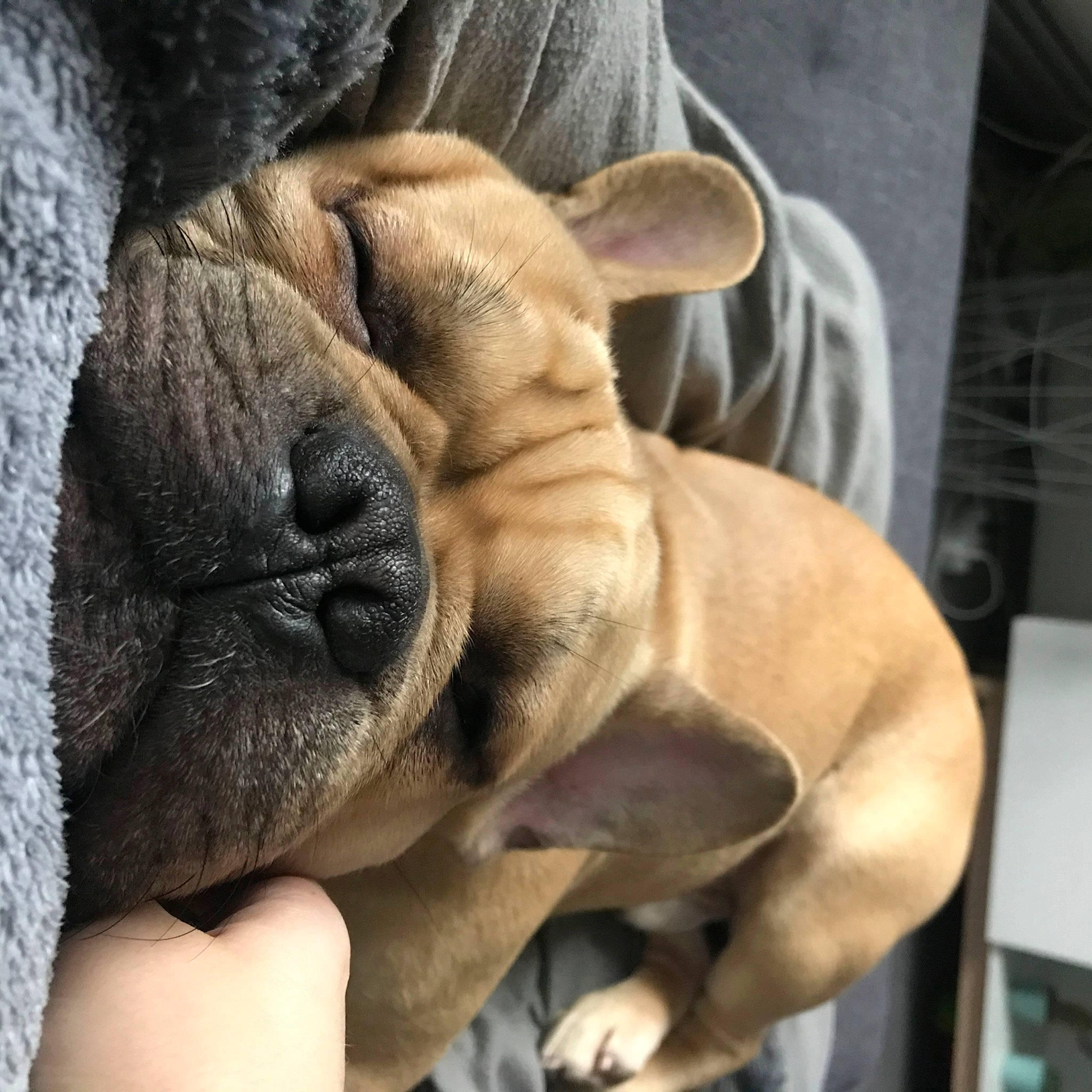 Cooki a rejoint le concours — aidez-le/la à gagner de superbes lots ! bulldog, canidae, carnivore, companion_dog, dog, dog_breed, ear, fawn, french_bulldog, mammal, non_sporting_group, ori_pei, puppy, snout, vertebrate, wrinkle